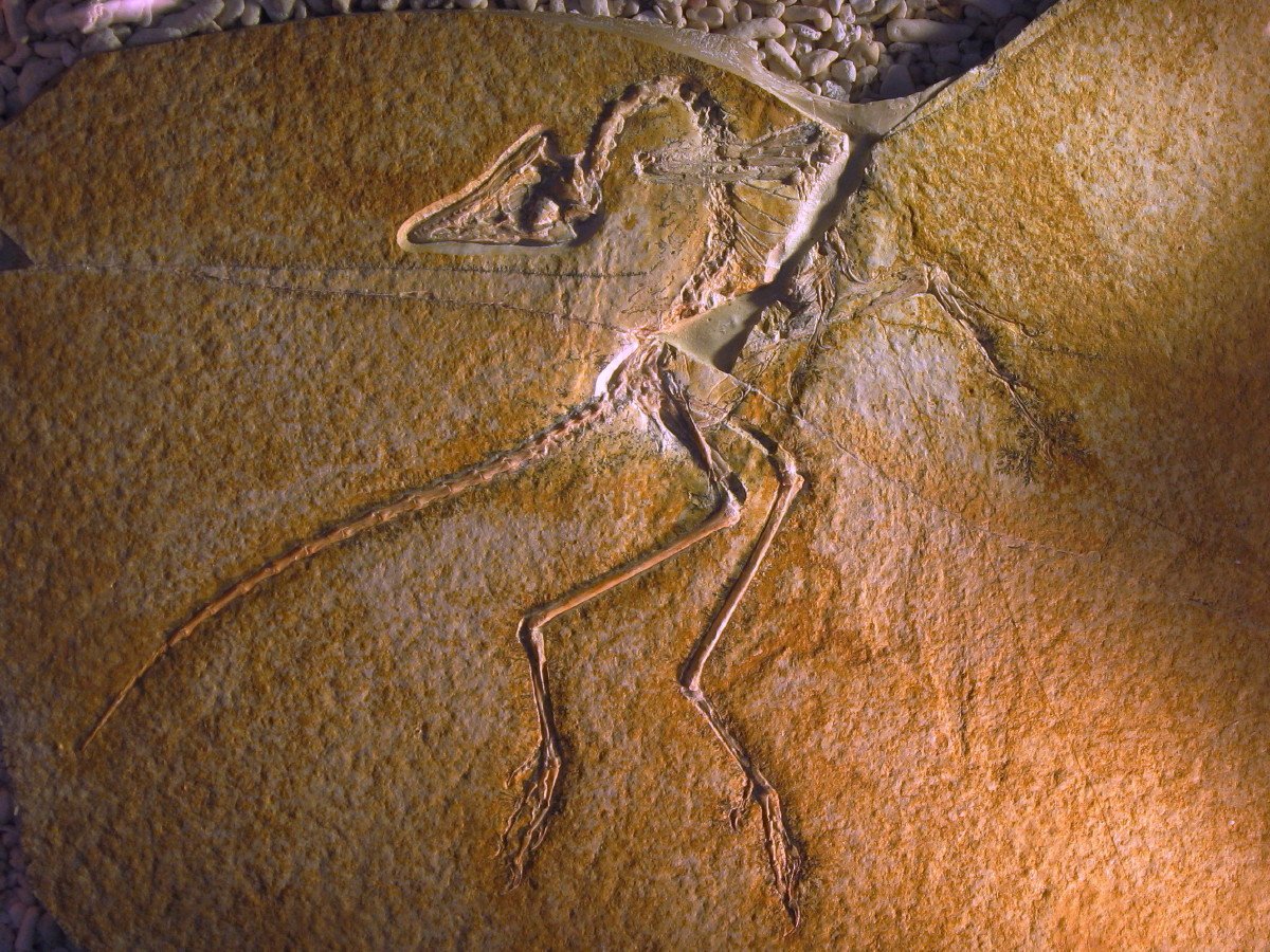 A picture containing Archaeopteryx

