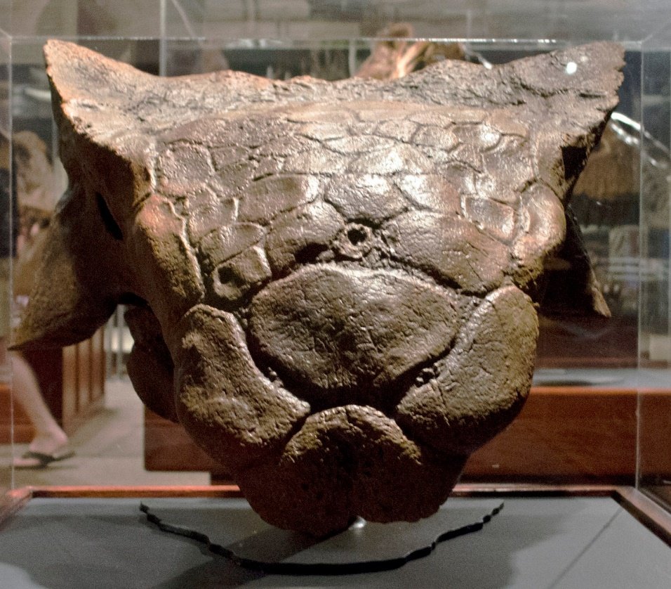 Ankylosaur head