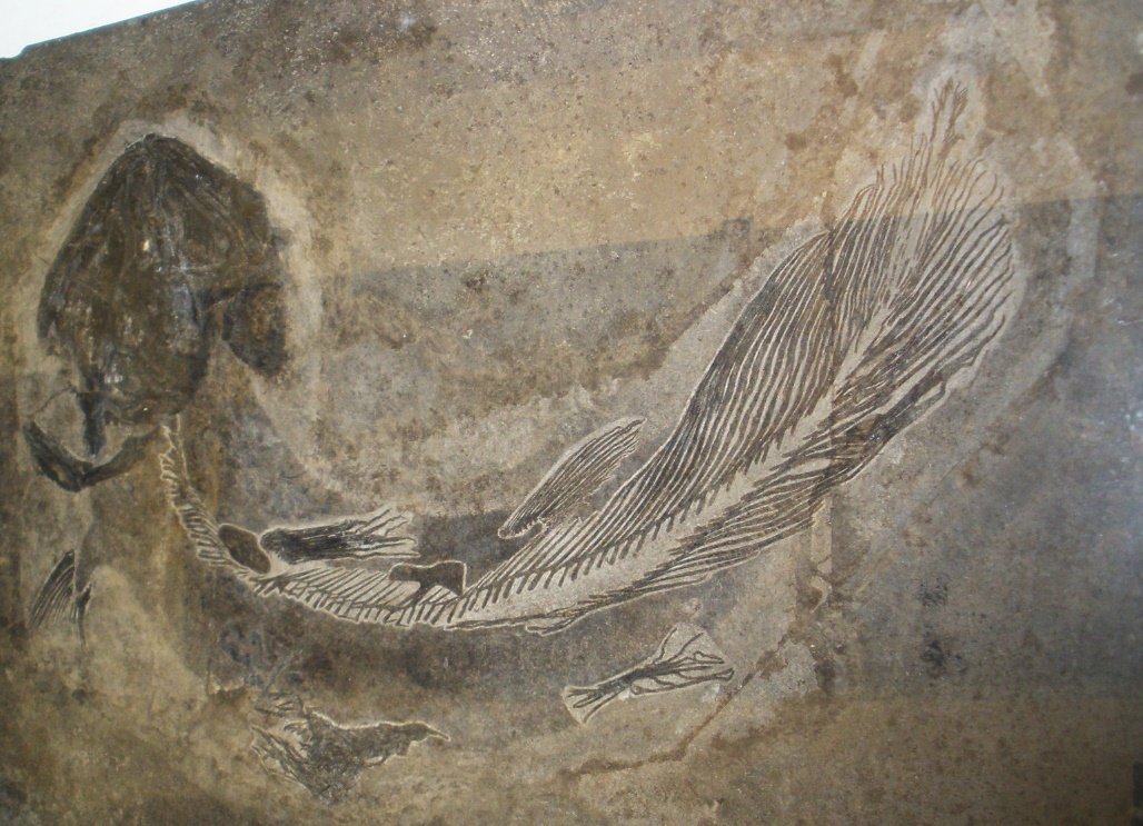 Fossil Coelocanth